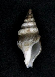 Perrona obesa